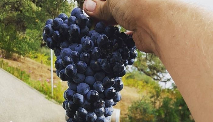A harvested bunch of Charbono at the Calder Wine Vineyards