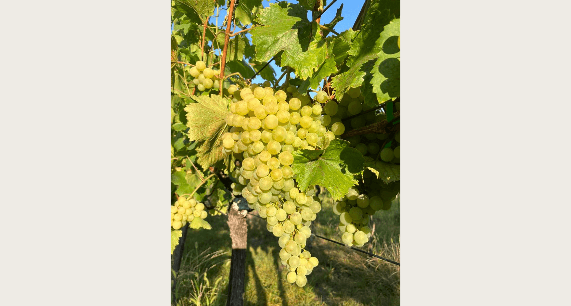 Furmint and Muškát žltý (Yellow Muscat)